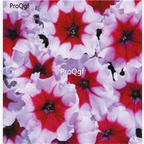 19usd Ngryise 8000Pcs A Set Celebrity Burgundy Frost petunia seed