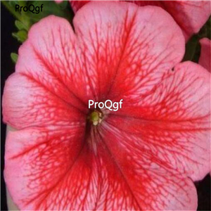 19usd ngryise 8000pcs Grandiflora petunia seed