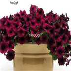 19usd Ngryise 8000Pcs A Set Patio Potted Petunia seed