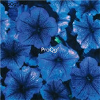 19usd Ngryise 8000Pcs A Set Celebrity Blue Ice petunia seed