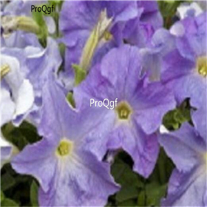 19usd Ngryise 8000Pcs A Set Aladdin Sky Blue Petunia seed