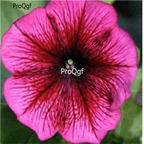 19usd Ngryise 8000Pcs A Set Carpet Plum petunia seed