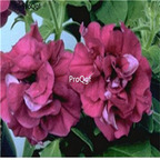 19usd ngryise 8000pcs Double Cascade Burgundy seed