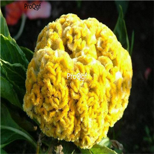 19usd Ngryise 8000Pcs A Set Lemon Lime Cockscomb Celosia seed