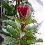 19usd Ngryise 8000Pcs A Set Tall Cockscomb Celosia argentea  seed
