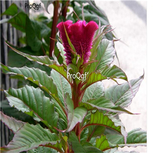 19usd Ngryise 8000Pcs A Set Tall Cockscomb Celosia argentea  seed