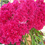 19usd Ngryise 8000Pcs A Set Fuchsia Fantasy cockscomb seed