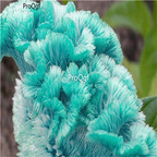 Ngryise 8000Pcs A Set blue Pteris Cockscomb celosia spicata seed