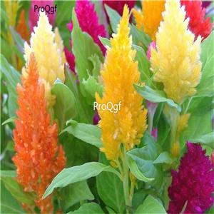 19usd Ngryise 8000Pcs A Set easy grow mixed Cockscomb  seed