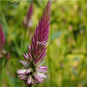 19usd Ngryise 8000Pcs A Set  Qing Xiang Zi feather cockscomb seed
