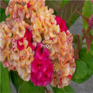19usd Ngryise 8000Pcs A Set YELLOW Purple double cockscomb seed