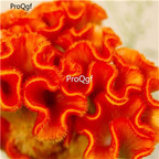 19usd Ngryise 8000Pcs A Set ORANGE COLORED COCKSCOMB seed