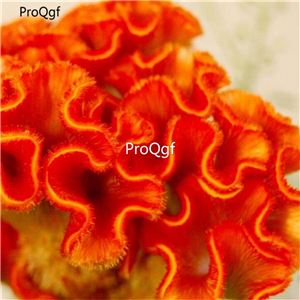 19usd Ngryise 8000Pcs A Set ORANGE COLORED COCKSCOMB seed