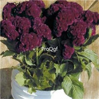 19USD Ngryise 8000Pcs A Set CRAMER BURGANDY COCKSCOMB  SEED