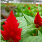 19usd Ngryise 8000Pcs A Set  FIRE COCKSCOMB CELOSIA seed