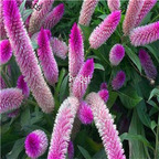 19usd Ngryise 8000Pcs A Set  Dwarf Plumed Cockscomb Rare Flamingo seed