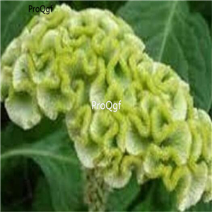 19usd Ngryise 8000Pcs A Set  GREEN COCKSCOMB seed