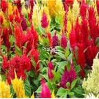 Ngryise 8000Pcs A Set  PAMPAS PLUMES MIX Celosia Plumosa cockscomb SEED