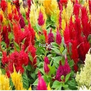 Ngryise 8000Pcs A Set  PAMPAS PLUMES MIX Celosia Plumosa cockscomb SEED