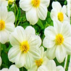 18usd Ngryise 5Pcs A Set white ribbon dahlia flower bulb
