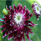 18usd Ngryise 5Pcs A Set Purple and White dahlia bulb