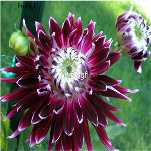 18usd Ngryise 5Pcs A Set Purple and White dahlia bulb