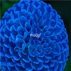 18usd Ngryise 5Pcs A Set Blue Fireball Dahlia bulb