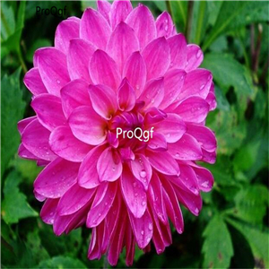 18usd Ngryise 5Pcs A Set Sweet Lady Dahlia bulb