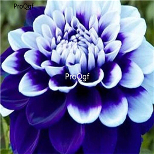 18usd Ngryise 5Pcs A Set white blue double  Dahlia bulb
