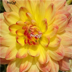 18usd Ngryise 5Pcs A Set Sweet Potatoes Dahlia bulb