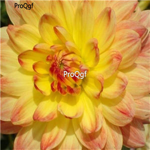 18usd Ngryise 5Pcs A Set Sweet Potatoes Dahlia bulb