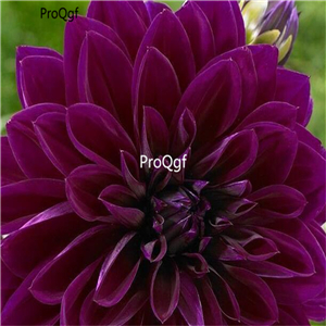 18usd Ngryise 5Pcs A Set Thomas A. Edison dahlia bulb