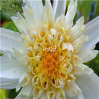 18usd Ngryise 5Pcs A Set beige Puff Dahlia bulb