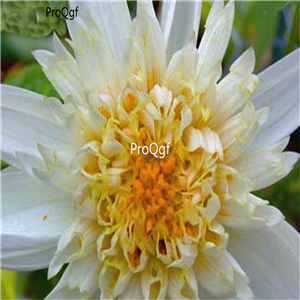 18usd Ngryise 5Pcs A Set beige Puff Dahlia bulb