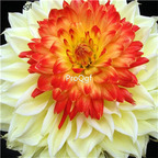 18usd Ngryise 5Pcs A Set red with white edge Dahlia bulb