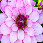 18usd Ngryise 5Pcs A Set white with purple edge Dahlia bulb