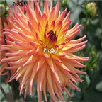 18usd Ngryise 5Pcs A Set Apricot Double Dahlia bulb