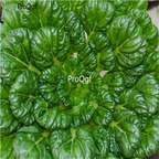 18usd ngryise 5pcs DAHLIA ZINNIA ROSE bulb