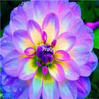 18usd Ngryise 5Pcs A Set light purple shining Dahlia bulb
