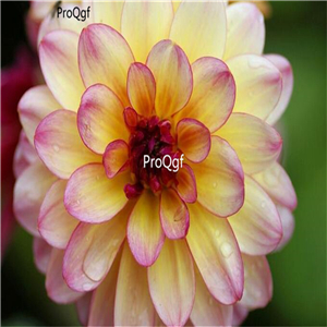 18usd ngryise 5pcs Tubers Giant dahlia bulb