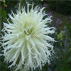 18usd ngryise 5pcs tsuki yori no shisha dahlia bulb