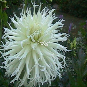 18usd ngryise 5pcs tsuki yori no shisha dahlia bulb