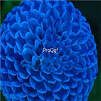18usd ngryise 5pcs Blue Fireball Dahlia bulb