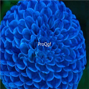 18usd ngryise 5pcs Blue Fireball Dahlia bulb