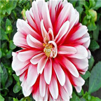 Ngryise 5Pcs A Set white red stripe dahlia bulb