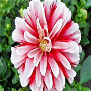 18USD Ngryise 5Pcs A Set white red stripe dahlia BULB