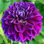 18USD NGRYISE 5PCS Boogie Knights Double Dahlia BULB