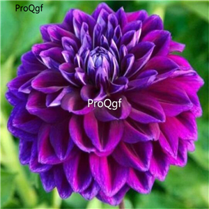 18USD NGRYISE 5PCS Boogie Knights Double Dahlia BULB
