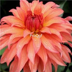 18USD Ngryise 5Pcs A Set Autumn Fairy Dahlia  BULB