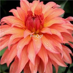 18USD Ngryise 5Pcs A Set Autumn Fairy Dahlia  BULB